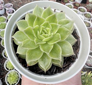 E. FLAT VAR. POTE 9