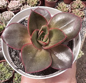 E. GREEN SMILE POTE 9