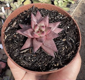 E. AGAV. CELESTIA POTE 9