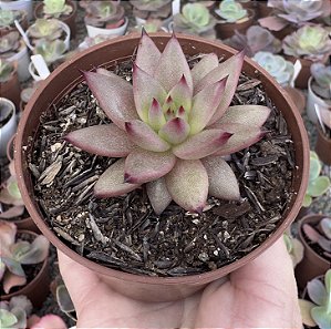 E. AGAV. CELESTIA POTE 9