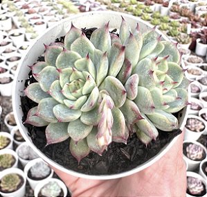 E. LITTLE DWARF (2 rosetas) POTE 9