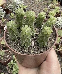 PEPEROMIA COLLUMELA POTE 9