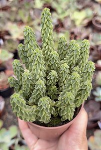 PEPEROMIA COLLUMELA POTE 9