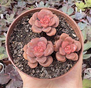 XGRAP. ADRIA BUBBALOO POTE 9