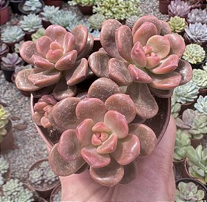 XGRAP. ADRIA BUBBALOO POTE 9