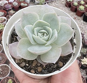 SED. BLUE LOTUS POTE 9