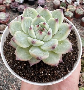 E. PARVA X LINDSAYANA POTE 9