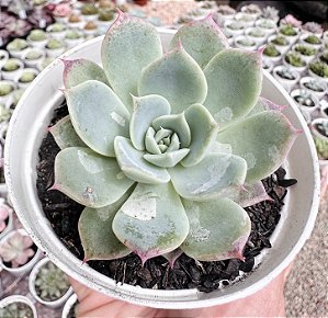 E. PINK BUBBLE POTE 9