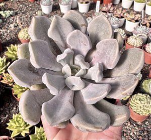 G. CUPID POTE 9