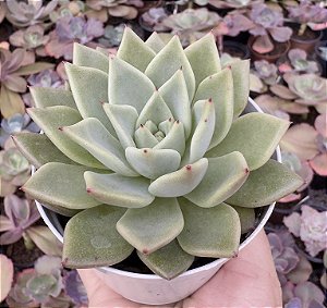E. AGAV. JULIETA POTE 9