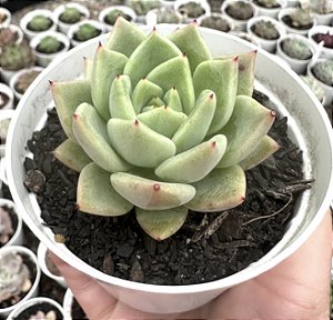 E. AGAV. JULIETA POTE 9