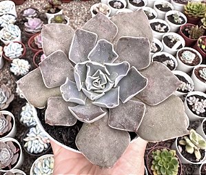 E. SHADOLFI POTE 9