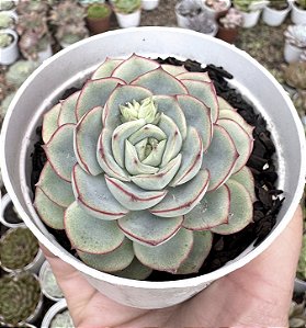 E. CRYSTAL WHITE POTE 9
