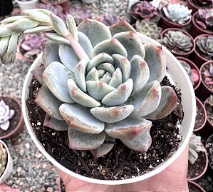 E. PUMILA X MONT BLANC POTE 9
