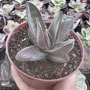 C. GARNET LÓTUS POTE 9 sem raiz