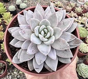G. LULU POTE 9
