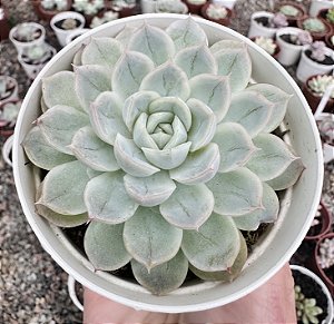E. MEXICAN SNOWBALL POTE 9