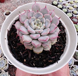 E. GIULIA POTE 9