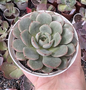 E. WING SHAWI POTE 9