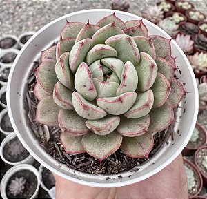 E. WING SHAWI POTE 9