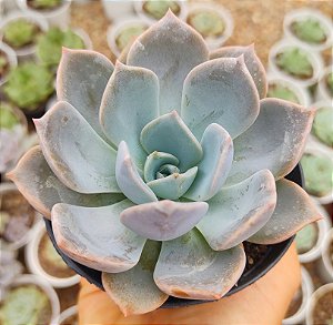 E. GAROTO POTE 9