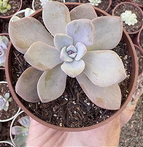 G. MRS RICHARDS POTE 9