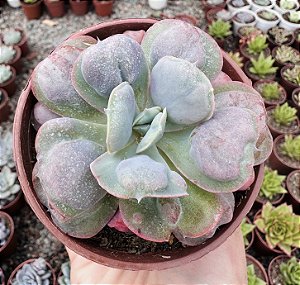 E. HEARTS DELIGHT POTE 9