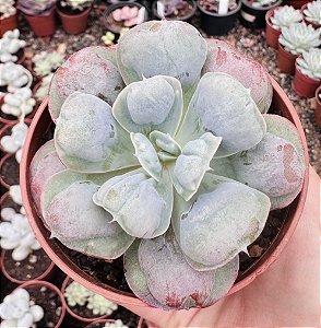 E. HEARTS DELIGHT POTE 9