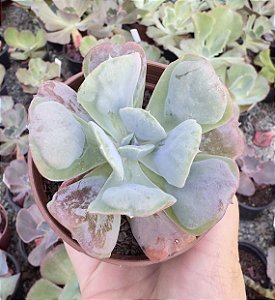 E. HEARTS DELIGHT POTE 9