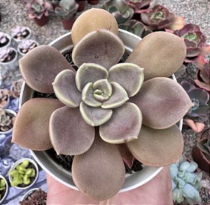 C. ARIADNE POTE 9