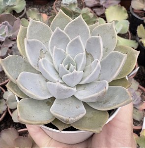 E. GLORIOUS POTE 9