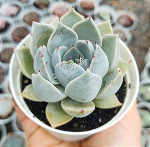 E. GLORIOUS POTE 9