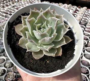 E. SIMULANS LAGUNA SANCHEZ POTE 9