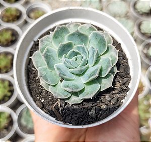 E. HYALINA ICE  POTE 9