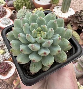 E. BLUE APPLE POTE 7