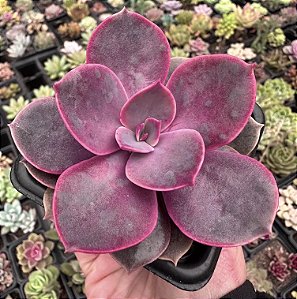 E. LINN POTE 7