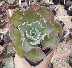 E. BLUE WAVES POTE 7