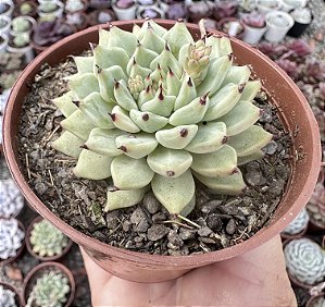 E. CUSPIDATA ZARAGOSA POTE 9