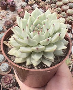 E. CUSPIDATA ZARAGOSA POTE 9