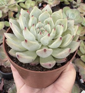 E. CUSPIDATA ZARAGOSA POTE 9