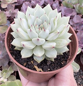 E. CUSPIDATA ZARAGOSA POTE 9