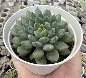 E. EMERALD POTE 9