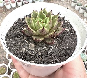 E. DAPHINIS POTE 9