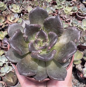 E. SUPER BOWL POTE 9