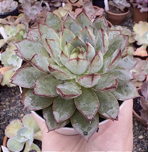 E. ENDORPHIN POTE 9