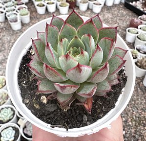 E. ENDORPHIN POTE 9