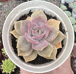 GRAP. PURPLE DELIGHT POTE 9