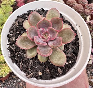 E. AGNI ROSE  POTE 9