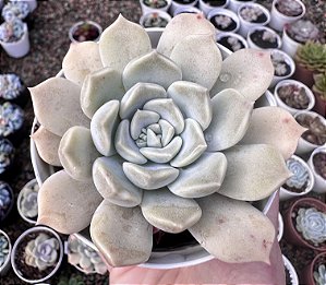 E. ALABASTER GEM POTE 9