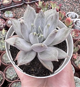 E. COMPASSION POTE 9